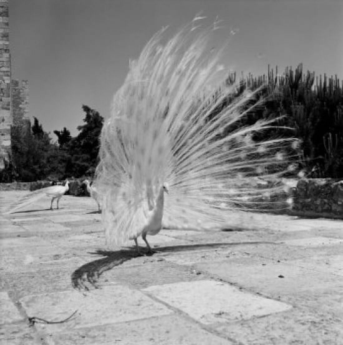 Portugal Lisbon White Peacocks at the Castelo de S Jorge gardens Canvas Art - (24 x 36)
