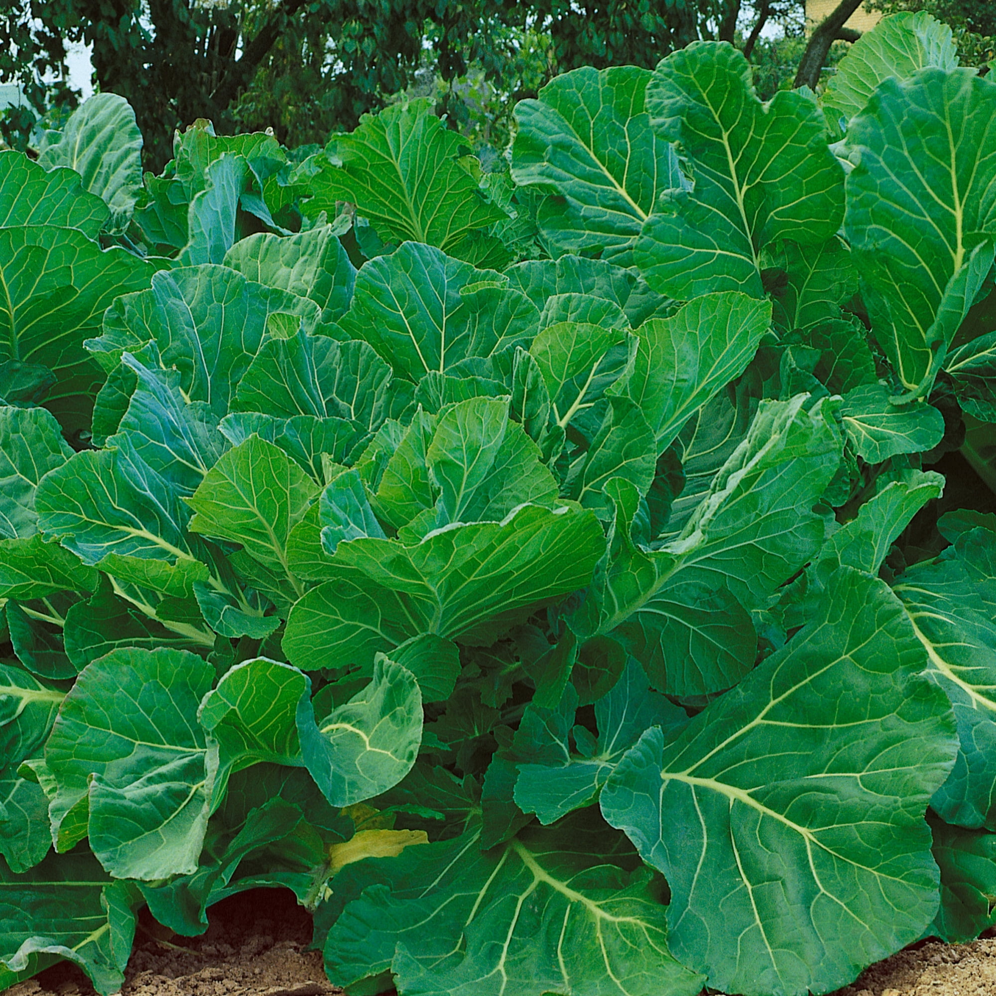 Portuguese Kale Seeds - 2 g Packet ~500 Seeds - Non-GMO, Heirloom - Vegetable Garden, Growing Microgreens - Brassica oleracea