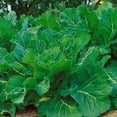thumbnail image 1 of Portuguese Kale Seeds - 2 g Packet ~500 Seeds - Non-GMO, Heirloom - Vegetable Garden, Growing Microgreens - Brassica oleracea, 1 of 7