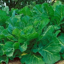 Portuguese Kale Seeds - 2 g Packet ~500 Seeds - Non-GMO, Heirloom - Vegetable Garden, Growing Microgreens - Brassica oleracea