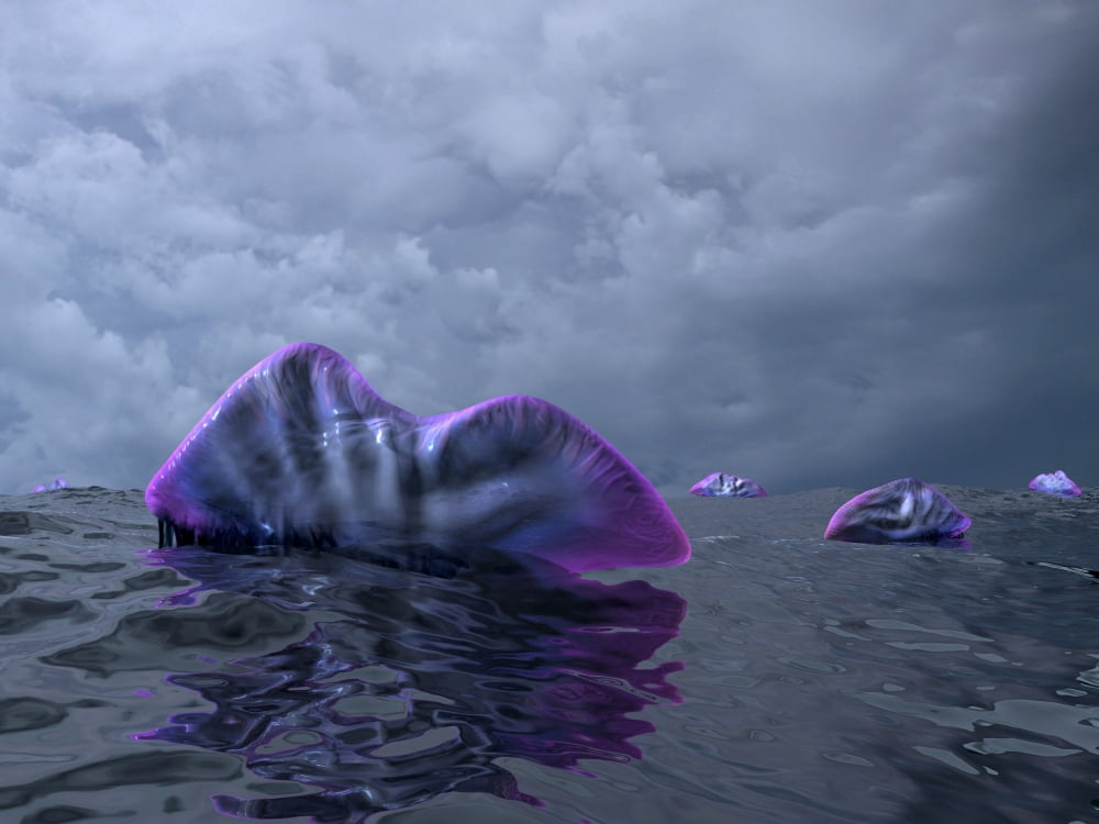 Portuguese Man o War swarm over the surface of a Cambrian ocean Canvas Art - Walter MyersStocktrek Images (17 x 13)