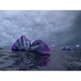 thumbnail image 1 of Portuguese Man o War swarm over the surface of a Cambrian ocean Poster Print, 1 of 2