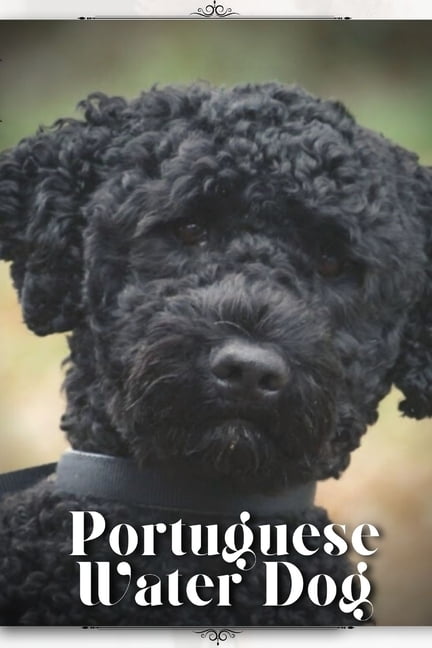 Dog Temperament Portuguese Water Dog Big Dogs Portuguese Water Dog