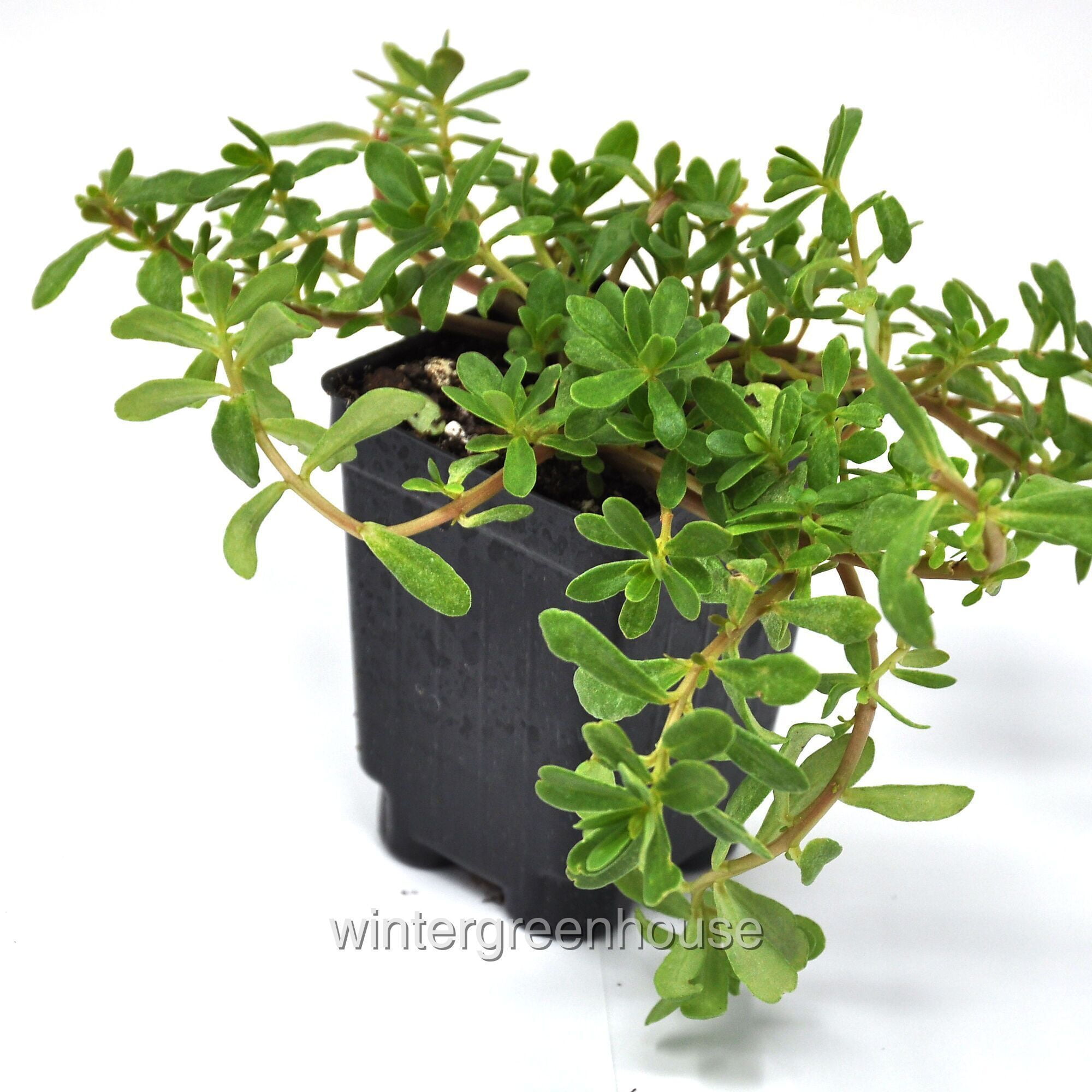 Portulaca Oleracea Seaglass, Double Guava, Moss Rose - Pot Size: 3" (2.6x3.5") - Flowers, House Plants
