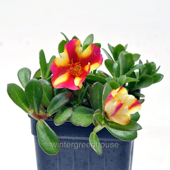 Portulaca oleracea Seaglass, Watermelon Punch, Moss Rose - Pot Size: 3in (2.6x3.5in) - Succulents