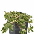 thumbnail image 1 of Portulaca Pilosa, Hana Misteria, Purslane - Pot Size: 3" (2.6x3.5") - Flowering Plants, Plants, 1 of 4
