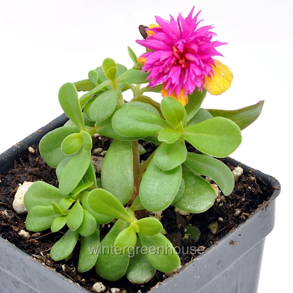 Portulaca oleracea Seaglass, Double Dragonfruit, Purslane - Pot Size: 3in (2.6x3.5in) - Succulents