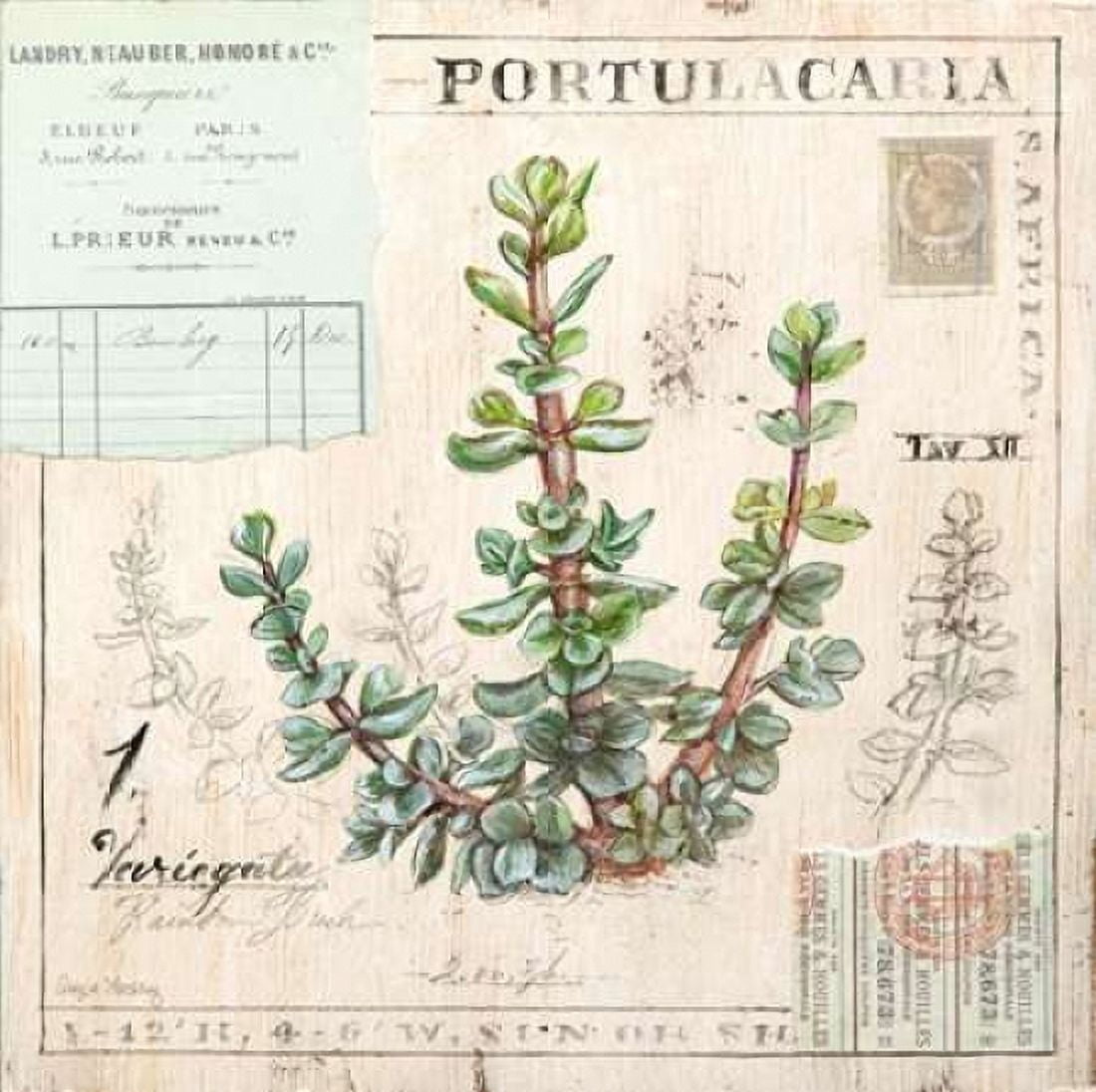 Portulacaria-Sketchbook Canvas Art - Angela Staehling (24 x 24)