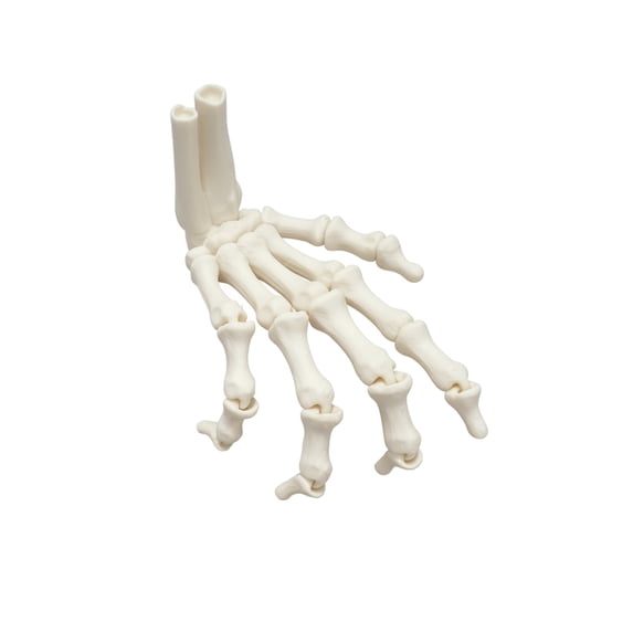 Poseable Skeleton Hand Decoration with Articulated Joints and Bone Design, Creepy Halloween Skeleton Prop for Haunted House and Party Displays, Gothic Halloween Decor Halloween