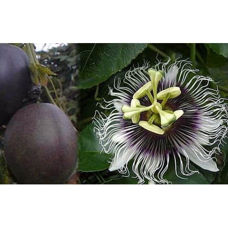 Possum Purple Edible Passion Vine Plant - Passiflora edulis - Exotic! - 4" Pot