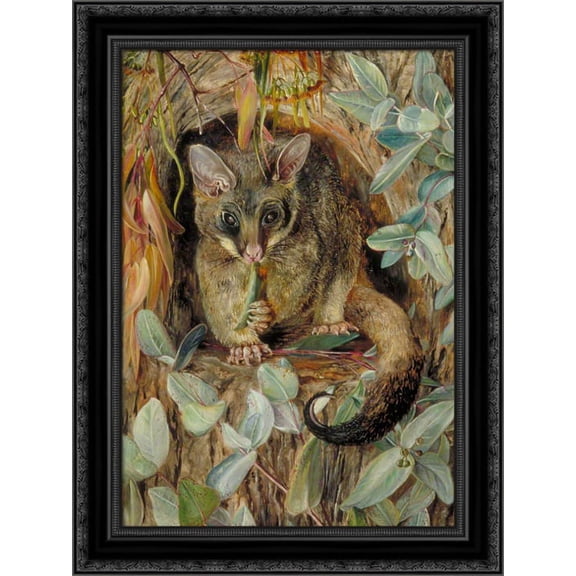 Possum up a Gum Tree 20x24 Black Ornate Wood Framed Canvas Art by North, Marianne
