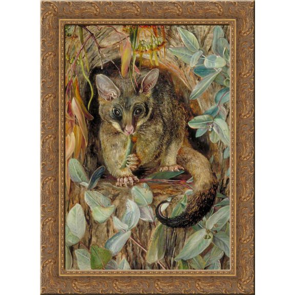 Possum up a Gum Tree 20x24 Gold Ornate Wood Framed Canvas Art by North, Marianne
