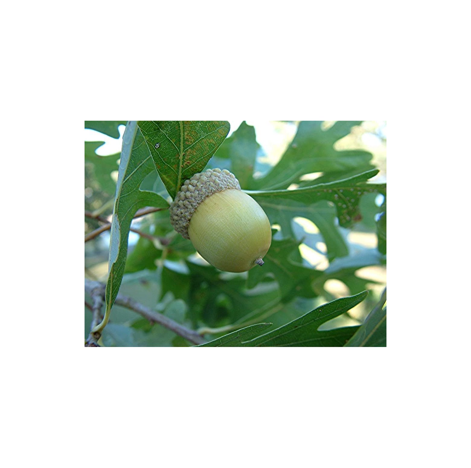 Post Oak Tree Seeds, in White Oak Family, Oak Acorns from North