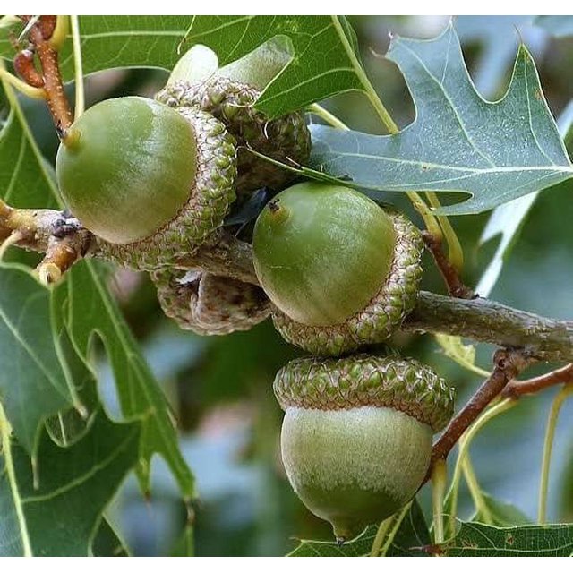 Post Oak Tree Seeds, in White Oak Family, Oak Acorns from North