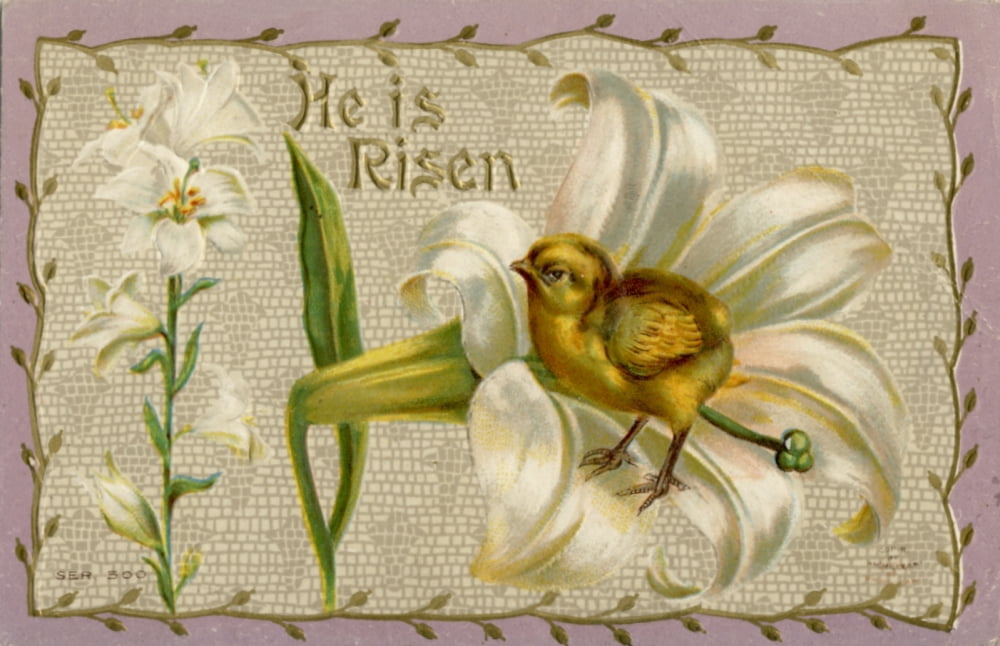 Postcard 1910 He is Risen Chick with lilies Canvas Art - Unknown (18 x 24)