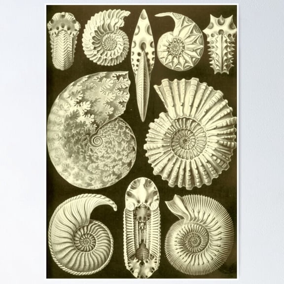 Poster Ammonite Fossils - No Framed, Vintage Wall Art, Trendy Retro Print, Positive Quote Poster, Room Decor, Wall Art, 8x12