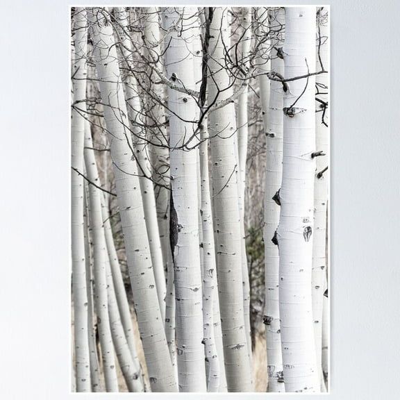 Poster Aspen Tree Trunks Pattern - No Framed, Vintage Wall Art, Trendy Retro Print, Positive Quote Poster, Room Decor, Wall Art, 8x12