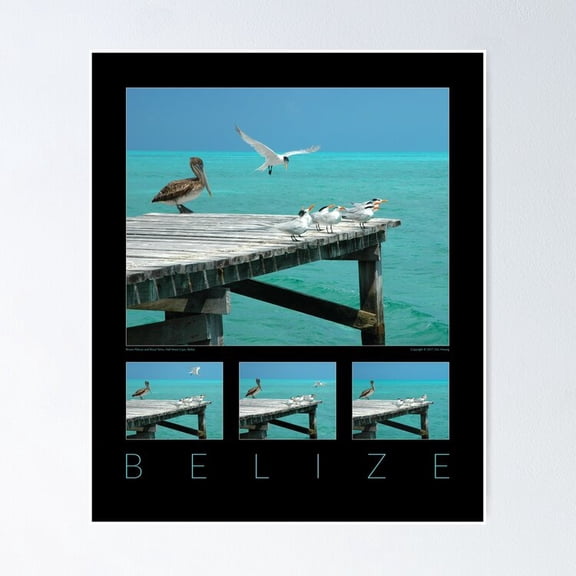 Poster Belize Bird Sequence - No Framed, Vintage Wall Art, Trendy Retro Print, Positive Quote Poster, Room Decor, Wall Art, 8x12