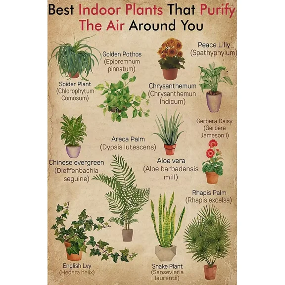 Poster Best Indoor Plants That Purify The Air Around You Vintage Home Decor Wall Decor Wall Art, Unframed Prints For Home Or Office, Perfect Gift For Everyone, 12x18