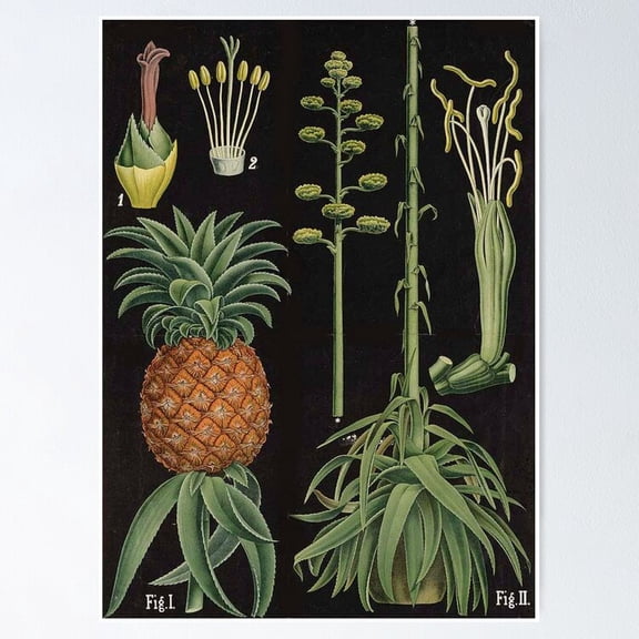 Poster Botanical Pineapple - No Framed, Vintage Wall Art, Trendy Retro Print, Positive Quote Poster, Room Decor, Wall Art, Poster Only