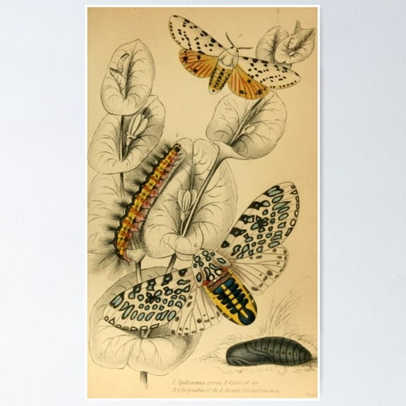 Poster Caterpillars And Butterflies - No Framed, Vintage Wall Art, Trendy Retro Print, Positive Quote Poster, Room Decor, Wall Art, Poster Only