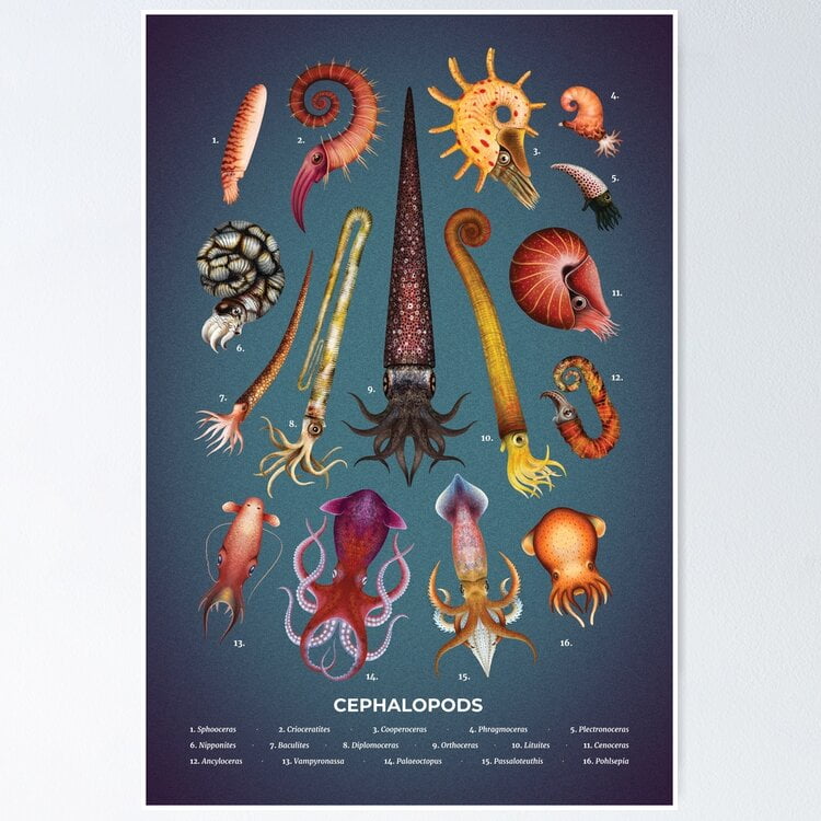 Poster Toile Céphalopodes D'Ernst Haeckel - Décoration Murale 30x45 Cm, Impression Haute Qualité, Personnalisable