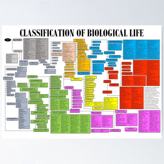 Poster Classification Of Biological Life - No Framed, Vintage Wall Art, Trendy Retro Print, Positive Quote Poster, Room Decor, Wall Art, 12x18