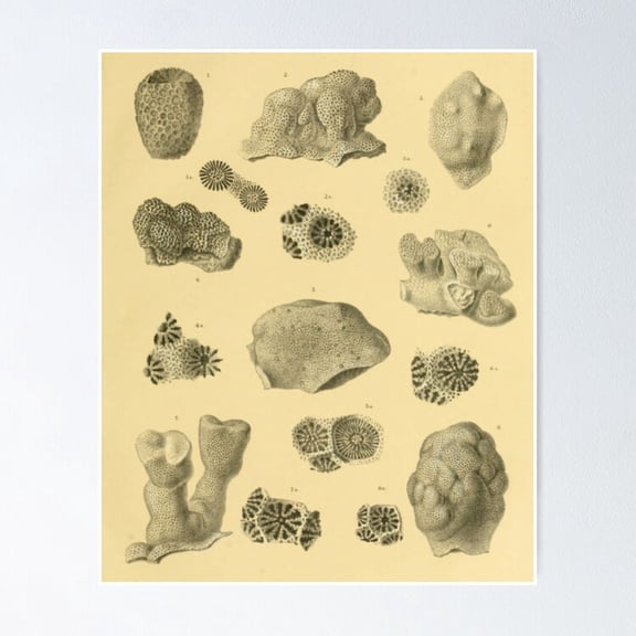 Poster Coral Fossils - No Framed, Vintage Wall Art, Trendy Retro Print, Positive Quote Poster, Room Decor, Wall Art, Poster Only