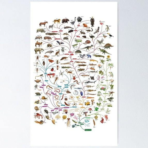 Poster Darwinian Evolution Tree Of Life - No Framed, Vintage Wall Art, Trendy Retro Print, Positive Quote Poster, Room Decor, Wall Art, Poster Only