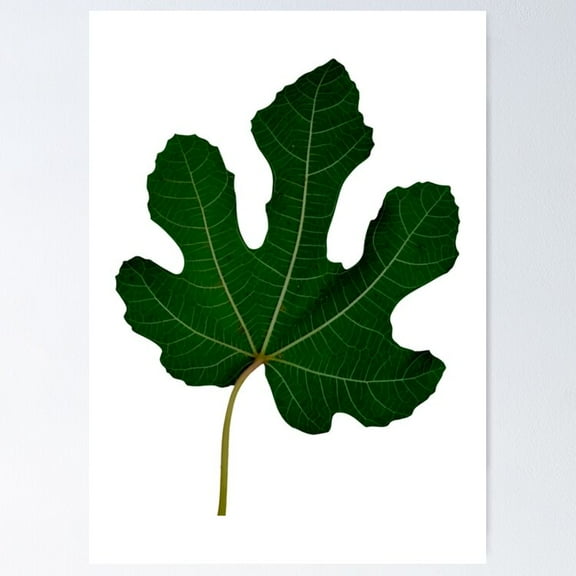 Poster Fig Leaf - No Framed, Vintage Wall Art, Trendy Retro Print, Positive Quote Poster, Room Decor, Wall Art, 12x18