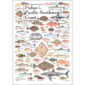 Poster - Fishes of the Pacific Northwest Coast Student Animal Poster Birthday Gift Children's Room Poster Bedroom Decor Office Decor Gifts