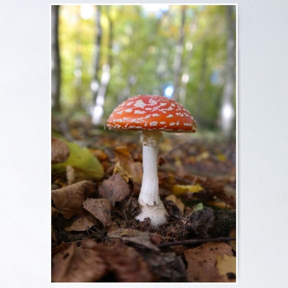 Poster Fly Agaric Mushroom - No Framed, Vintage Wall Art, Trendy Retro Print, Positive Quote Poster, Room Decor, Wall Art, 8x12