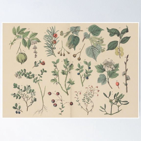 Poster Forest Botanical - No Framed, Vintage Wall Art, Trendy Retro Print, Positive Quote Poster, Room Decor, Wall Art, 24x36