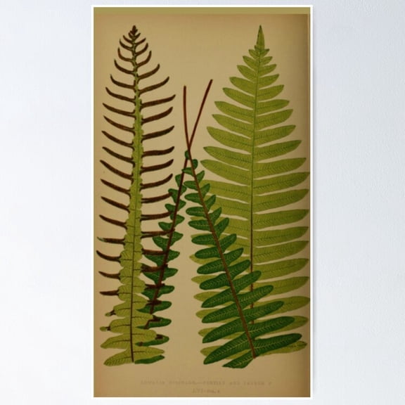 Poster Four Ferns - No Framed, Vintage Wall Art, Trendy Retro Print, Positive Quote Poster, Room Decor, Wall Art, 8x12