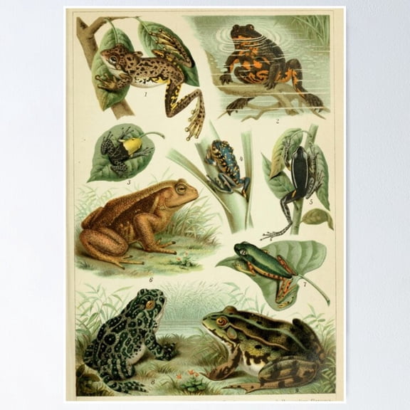 Poster Frogs And Toads - No Framed, Vintage Wall Art, Trendy Retro Print, Positive Quote Poster, Room Decor, Wall Art, 12x18