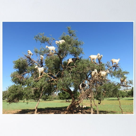 Poster Goats In Trees - No Framed, Vintage Wall Art, Trendy Retro Print, Positive Quote Poster, Room Decor, Wall Art, 8x12
