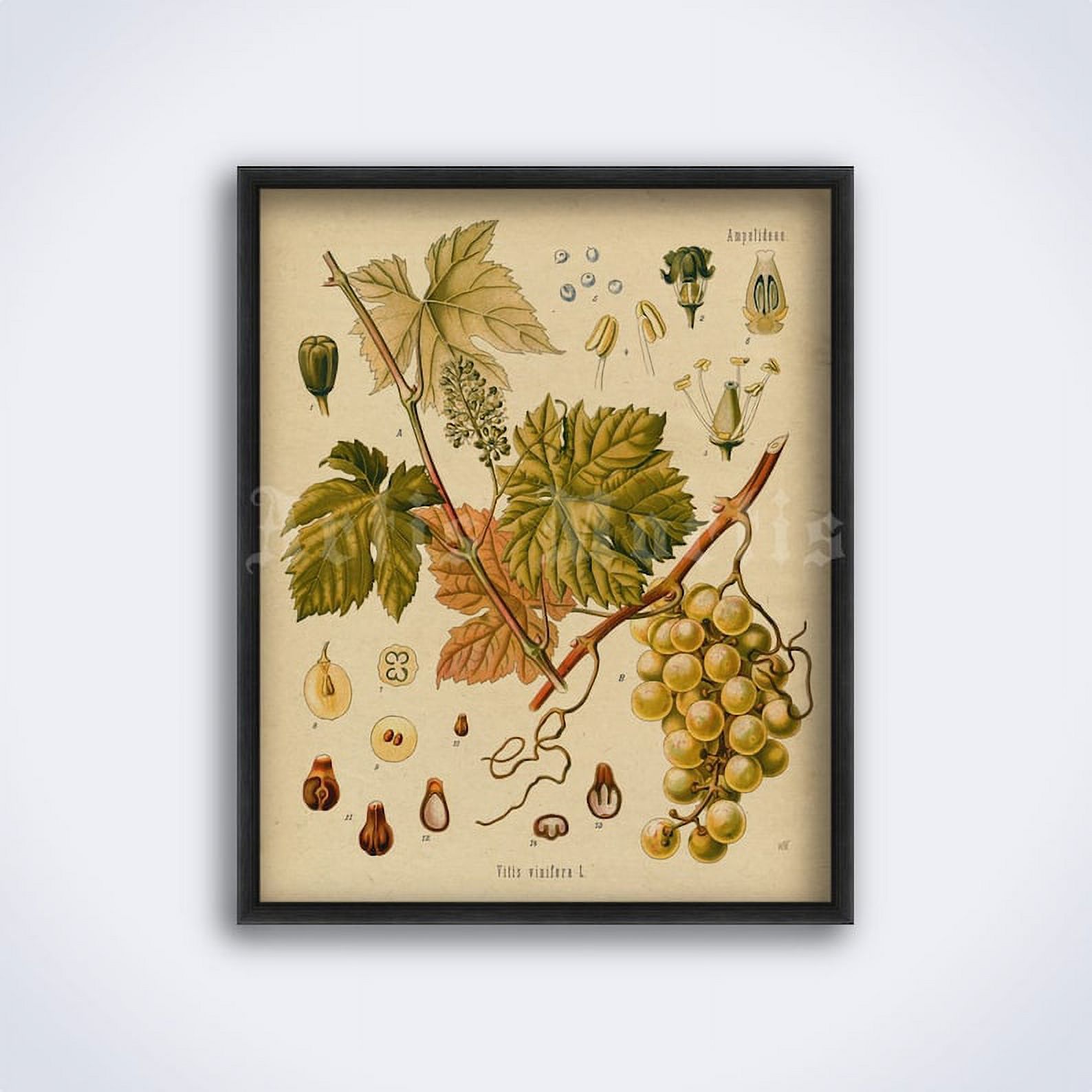 Poster Grape, Vitis vinifera plant - Grapevine, wine, winemaking ...