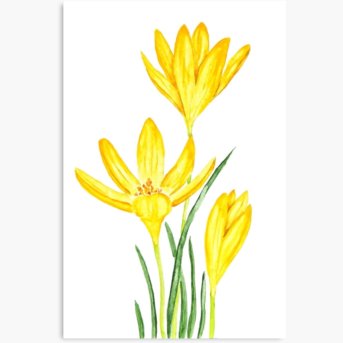 Poster Hand Painted Yellow Botanical Crocus Flowers Watercolor - No ...