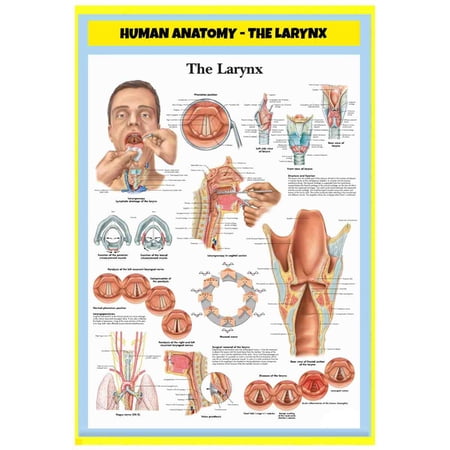 Poster of "Human Anatomy - The Larynx" - Perfect for Classrooms & Doctor's Offices - 18x24 Inch Laminated Poster - Vivid Colors, Easy to Read, Clean Layout