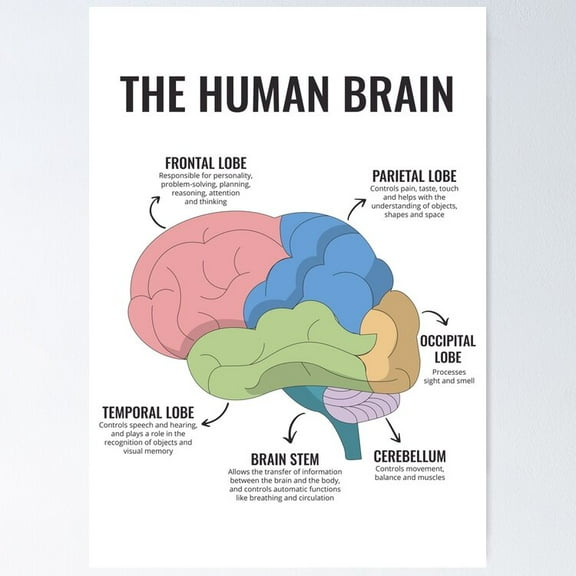 Poster The Human Brain Anatomy Mental Health Office Therapy Decor Art Therapist Psychologist Guidance Counselor Corner Trauma - No Framed, Room Decor, 8x12
