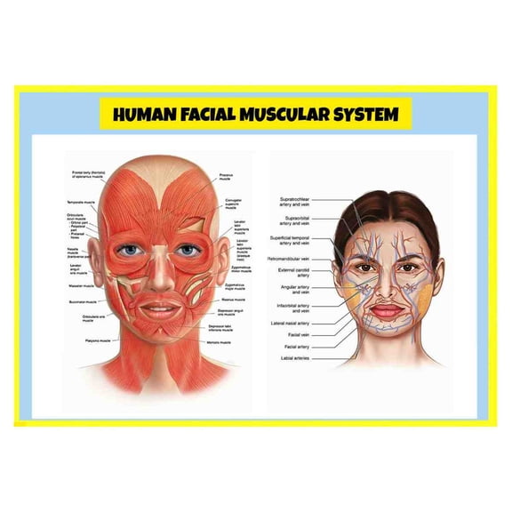 Poster of "Human Facial Muscular System" - Perfect for Classrooms & Doctor's Offices - 24x36 Inch Laminated Poster - Vivid Colors, Easy to Read, Clean Layout