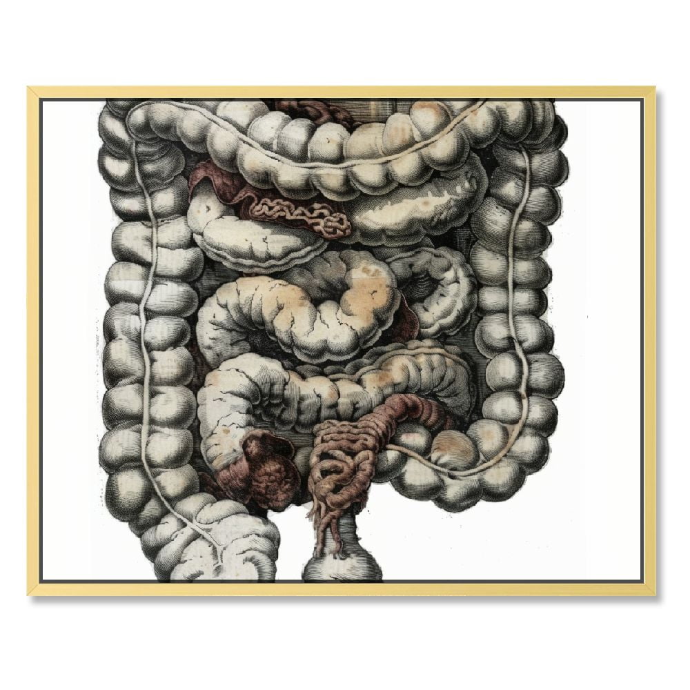 Poster Intestines Anatomy of The Human Body Muscles and Bones Sheets Biology Diagrams