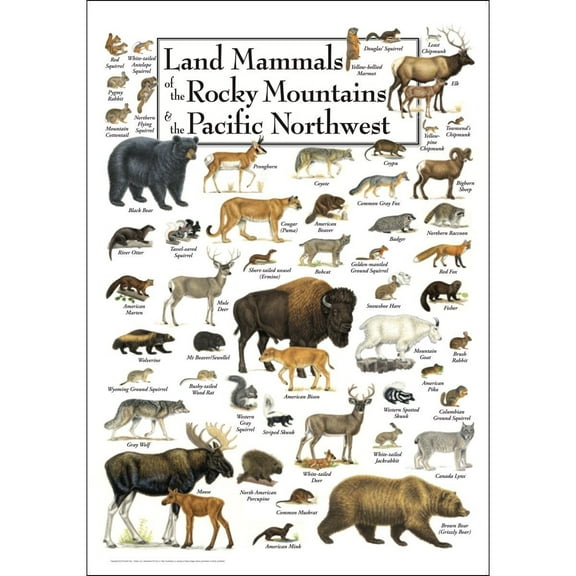 Poster - Land Mammals of the Rocky Mountains & the Pacific Northwest Student Animal Poster Birthday Gift Children's Room Poster Bedroom Decor Office Decor Gifts