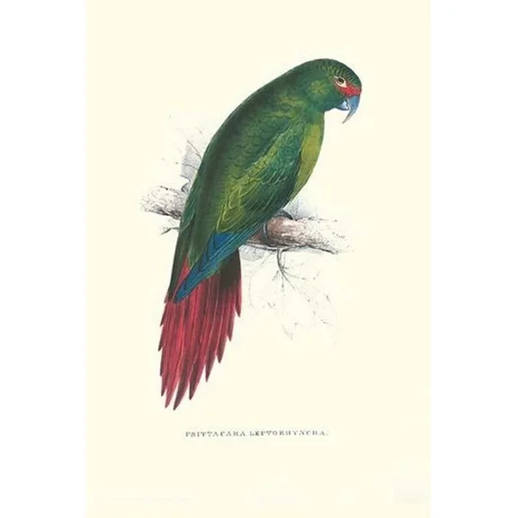 Poster Long Billed Parakeet Macaw Enicogaathus Leptorhynchus Edward Lear Print- UNFRAMED Poster Prints, Wall Art For Home Decor Or Office - Great Gift Idea For Friends & Family, UNFRAMED-8x12