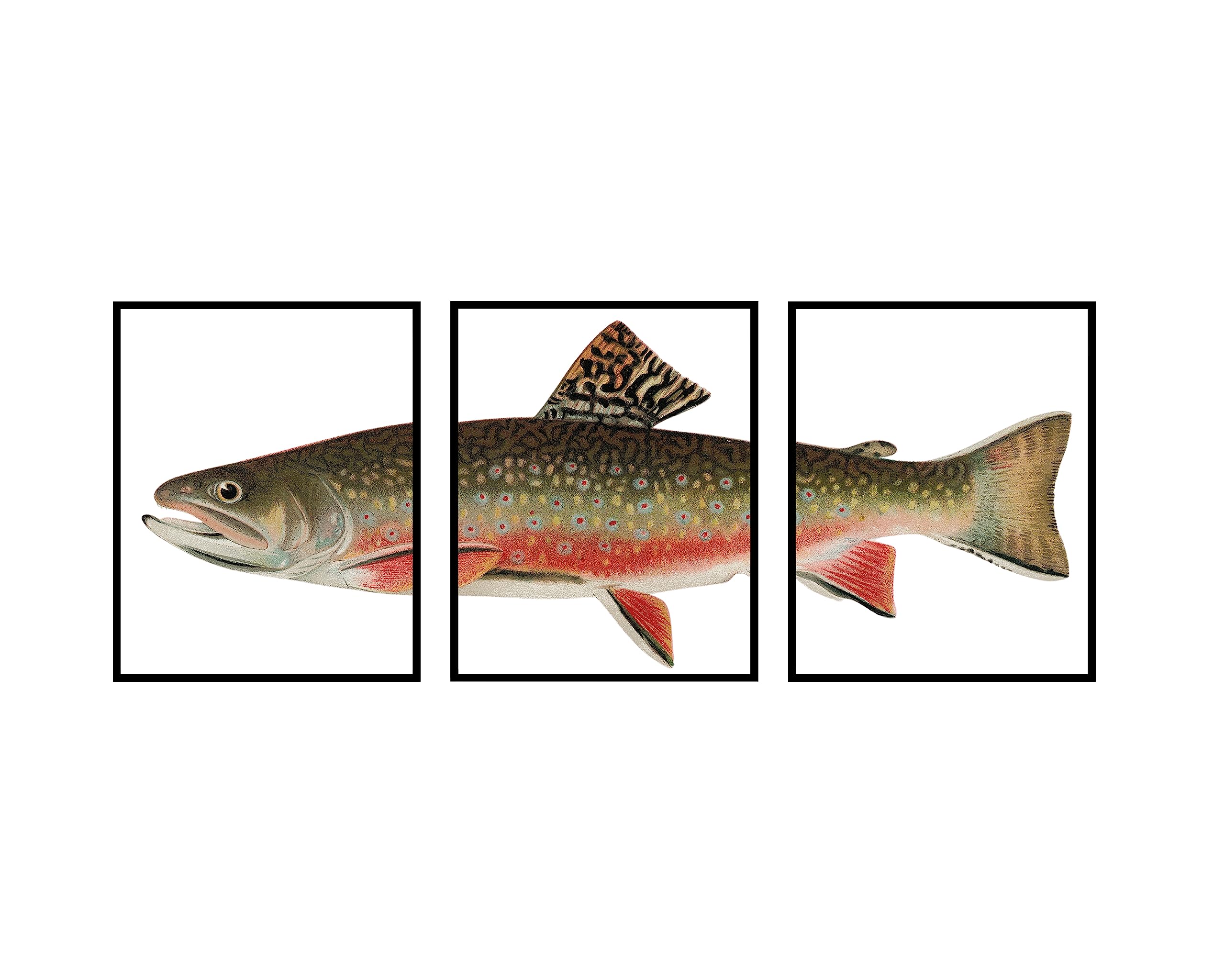 Poster Master 3Piece Trout Fish Poster Aquatic Print 8x10 UNFRAMED