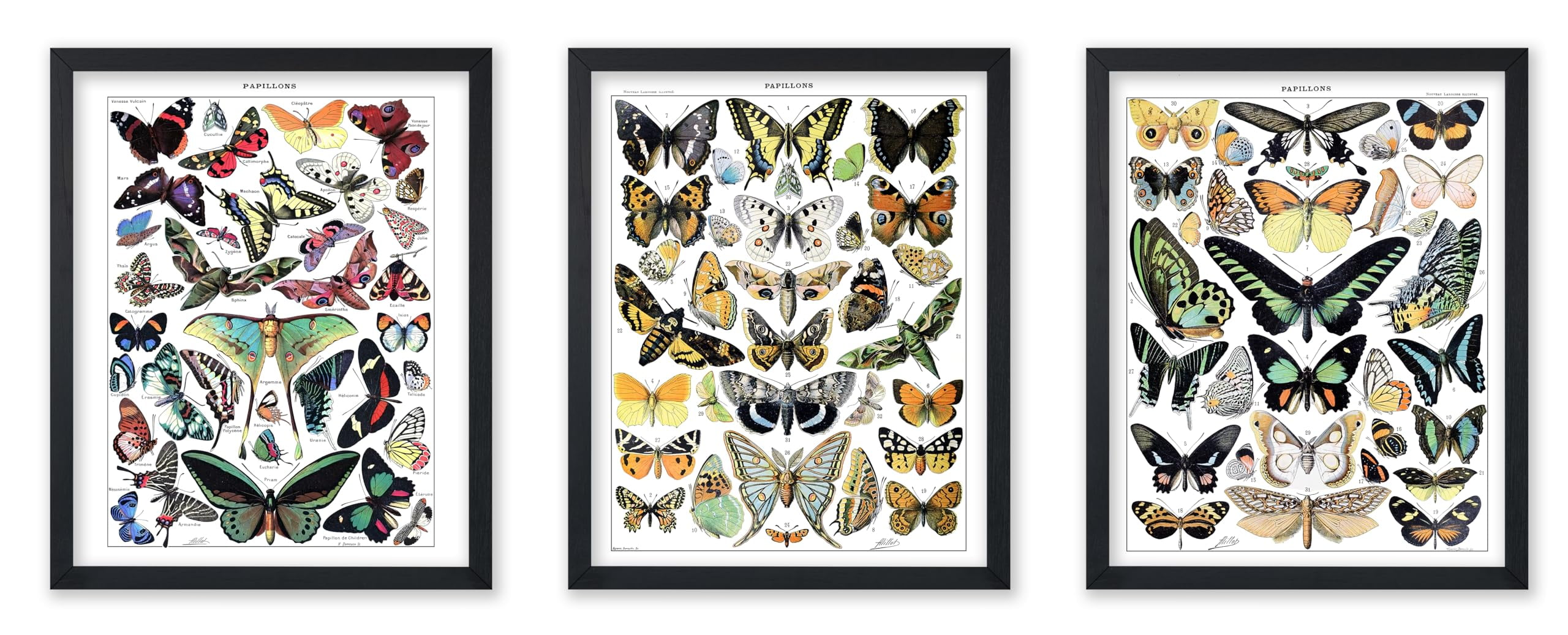 Vintage Butterfly Photography Poster Set with Black Frames