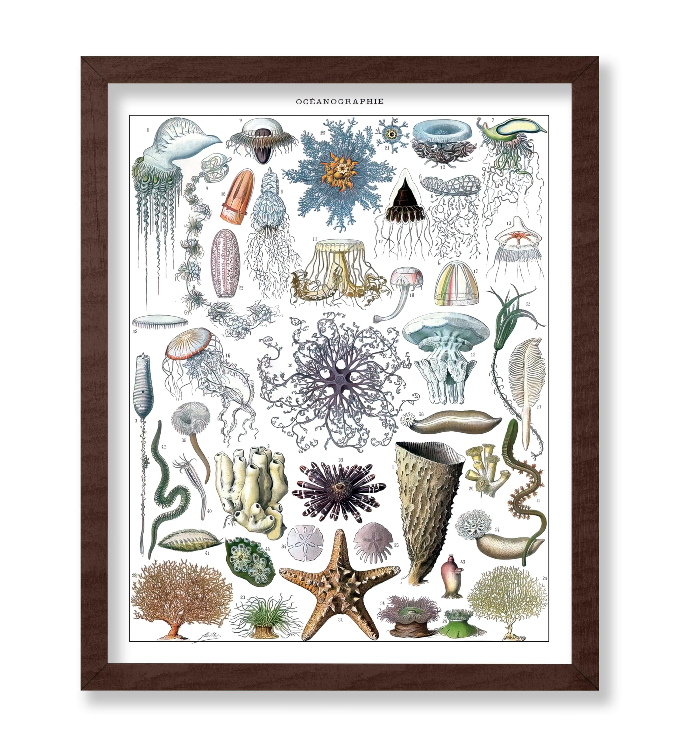 Poster Master Vintage Adolphe Millot Poster - Retro Marine Biology ...