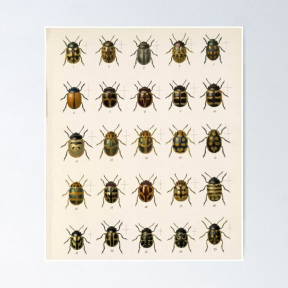 Poster Naturalist Beetles - No Framed, Vintage Wall Art, Trendy Retro Print, Positive Quote Poster, Room Decor, Wall Art, 8x12