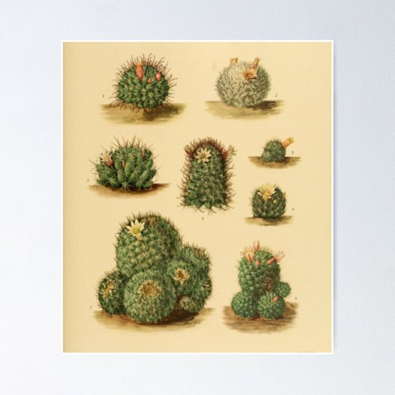 Poster Naturalist Cacti - No Framed, Vintage Wall Art, Trendy Retro Print, Positive Quote Poster, Room Decor, Wall Art, 24x36