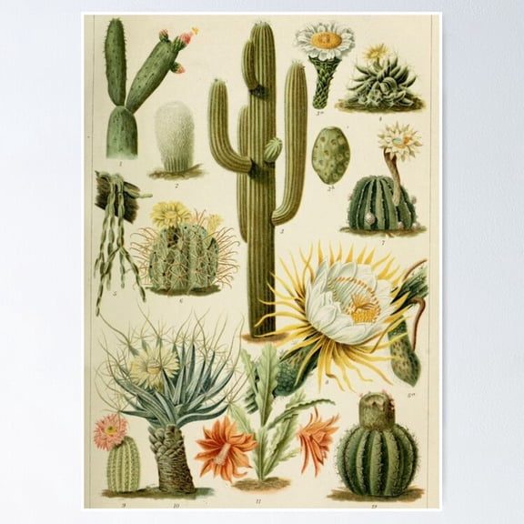 Poster Naturalist Cacti - No Framed, Vintage Wall Art, Trendy Retro Print, Positive Quote Poster, Room Decor, Wall Art, 8x12